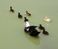 Duck pond5